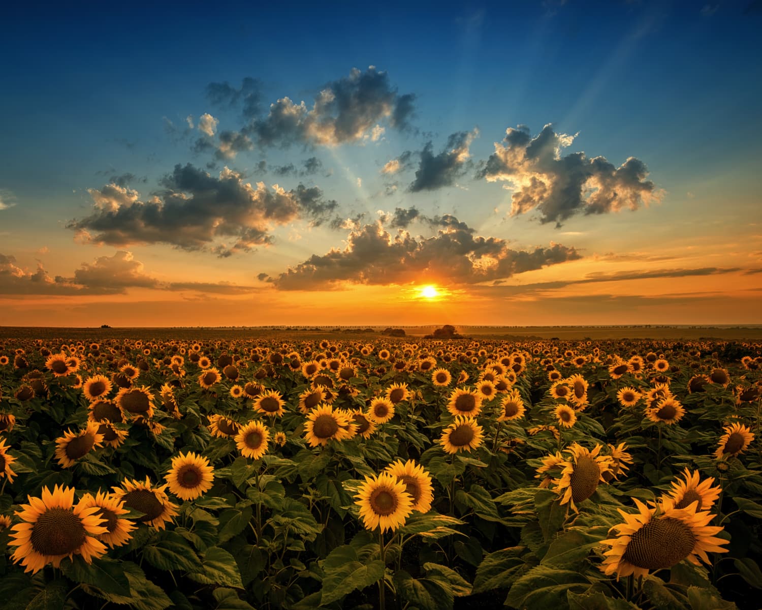 Sun Flower Seeds and Oil - Trade Ventures